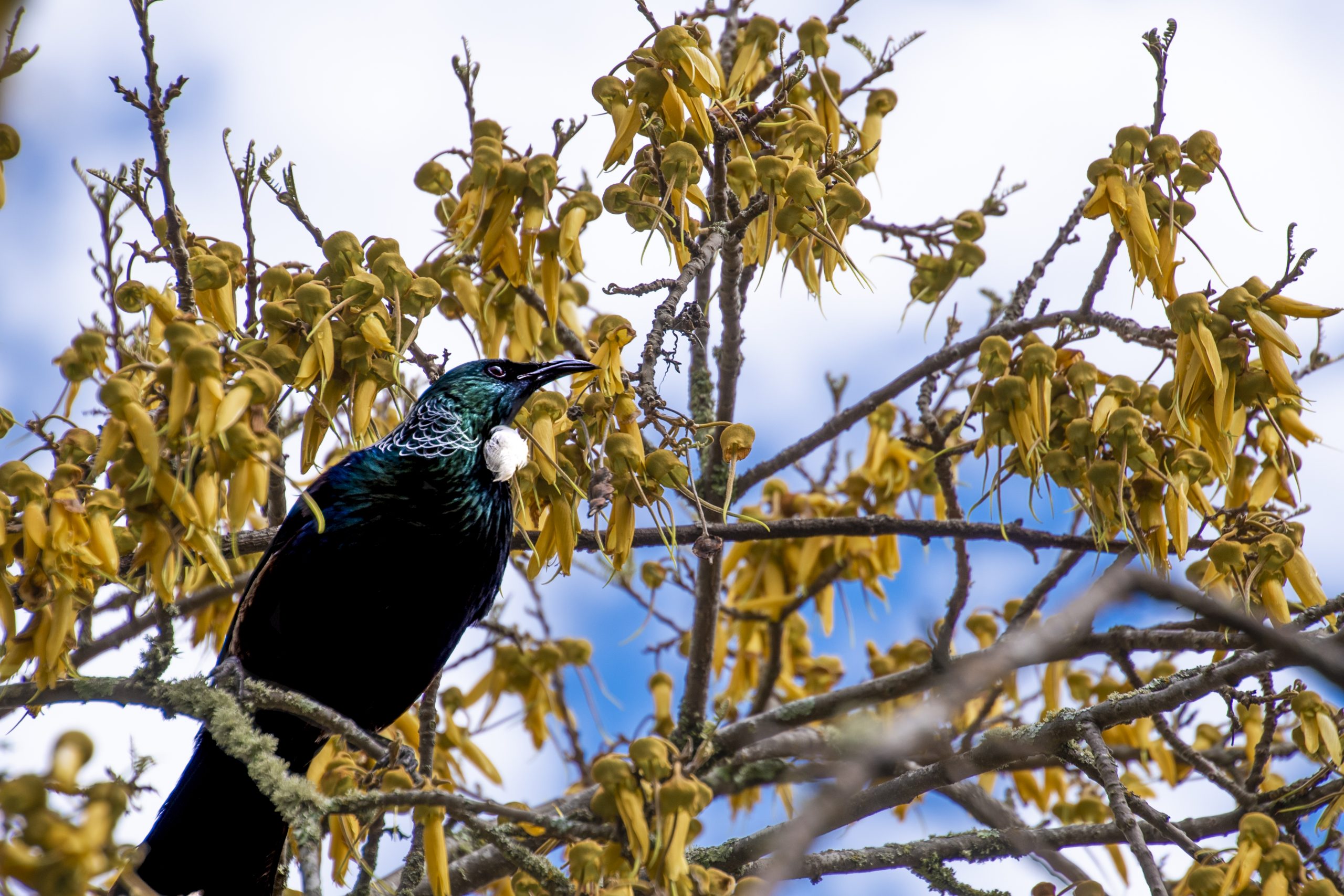 Tui bird in tree with yellow flowers
